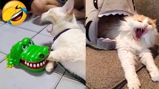 Funniest Cats Videos That Will Make You Laugh 😂 Best Funny Cats Videos Of 2023 😅😹 [upl. by Dnalyk507]