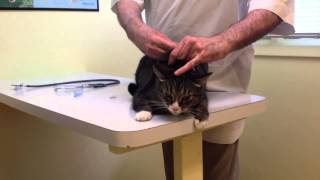 Angry cat at the vet [upl. by Ericha]