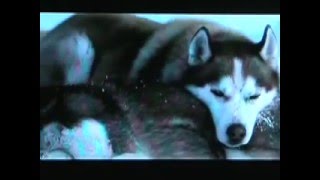 Tragic Dog Movies  Old Yeller Eight Below Red Fern [upl. by Jacintha]