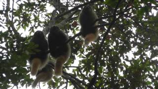 Blackfronted Titi monkeys Callicebus nigrifrons vocalizing during encounter context [upl. by Peder]