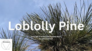 Loblolly Pine [upl. by Pirbhai]