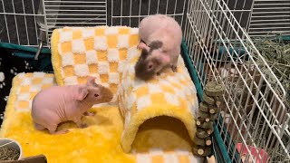 Are these Rescue Pigs OK HAIRLESS SKINNY PIG POPCORNING amp ZOOMIES skinnypig guineapigs nakedpig [upl. by Caryl]