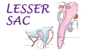 Chp18  Lesser Sac  Omental Bursa  BDC Vol2  Abdominal Cavity  Dr Asif Lectures [upl. by Suidaht507]