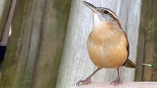 Carolina Wren Call [upl. by Oisorbma]