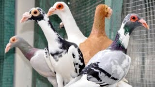 Carrier Pigeons breeds  English Carrier Pigeon breeders  Top colors Carrier Pigeons [upl. by Egin]