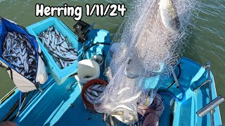 Herring Spawn 2024 [upl. by Rae]