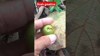 MENGENAL BUAH GMELINA Gmelina arborea [upl. by Trixie]