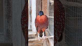 bażant tragopan tyminek samiec i samica birds animals aviary pheasant tragopan temminckii [upl. by Thetis257]