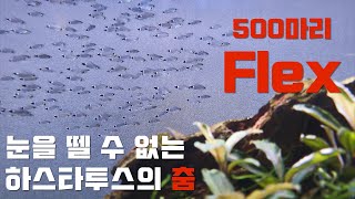 100초 물고기  이게 코리도라스 라구요 군영을하는데하스타투스corydoras hastatus [upl. by Annahavas]