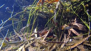 Native fish Blackbanded Rainbowfish Melanotaenia nigrans Kakadu National Park [upl. by Neitsirk141]