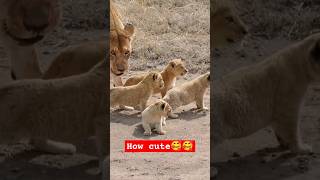 Wildlife  Lion 🦁 on walk with her cubs wildlife lion animals [upl. by Imerej]