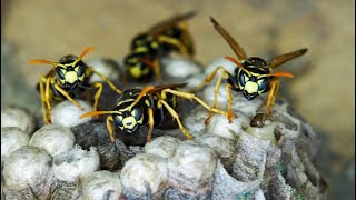 Multi year wasp nest inside living room wall House infested with wasp infestation [upl. by Elac283]