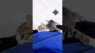 Watch This Adorable Kitten Begging for Food Climbing Up and Meowing Like Crazy [upl. by Ethyl970]