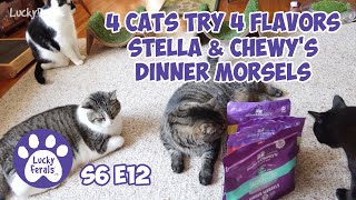 4 Cats Try 4 Flavors Of Stella amp Chewys Freeze Dried Dinner Morsels S6 E12 Lucky Ferals Cat Videos [upl. by Atimed]