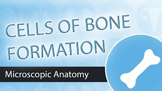 Cells of Bone Formation [upl. by Yntruoc118]