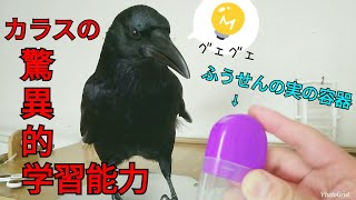 【驚異の学習能力】カラスに特殊な容器を与えた結果🐥 20190311、カラス＆四つ足トリオ [upl. by Pol]