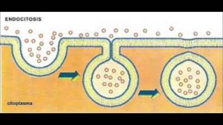 Movimiento Membrana Plasmatica Endocitosis y Exocitosis [upl. by Eseenaj759]