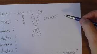 Meiosis 2 Inerphase preperations [upl. by Wenz]