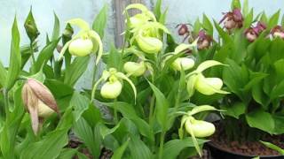 Cypripediums in pots [upl. by Ahsar674]