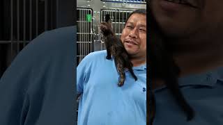 Happy rescued kittens help out in the holding space [upl. by Chevalier]