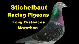 Stichelbaut Racing Pigeon  Long Distances  Marathon [upl. by Jews784]