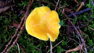 Yellow Waxy Cap Mushroom [upl. by Eseerehc]