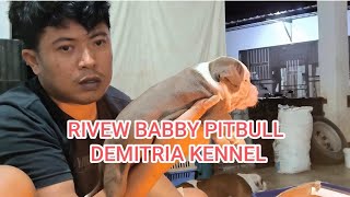 Review puppies Pitbull usia 22 hari puppy pitbulllovers dogbreed pitbull pets [upl. by Abrahan991]