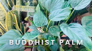 Alocasia cuculata  buddhist palm  dwarf elephant ear plant caring tips [upl. by Lody]