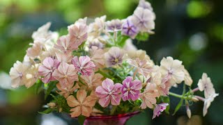 Harvesting Phlox drummondii for a simple table posy [upl. by Emsoc]