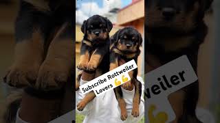 Angry Rottweiler mostdangerous dog dangerdog rottweiler viralvideo pitbull doberman amazing [upl. by Hare]