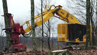 Feller Buncher Massive Heavy Machinery Cutting Down Trees In A Forest [upl. by Orelu191]