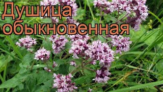 Душица обыкновенная origanum vulgare 🌿 обыкновенная душица обзор как сажать рассада душицы [upl. by Inna]