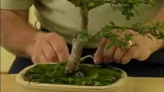 How to Grow Bonsai Trees  How to Care for your Bonsai Tree  Bonsai Maintenance [upl. by Sampson624]