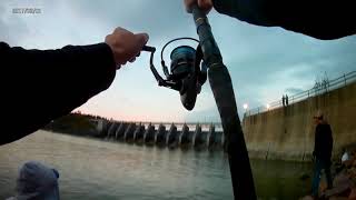 Snagging for Paddlefish at Gavins Point Dam [upl. by Mandych]