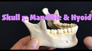 Skull 5 Mandible amp Hyoid [upl. by Stockmon]