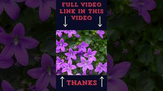 30 days🌹 Timelapse Must Watch Video Top Beautiful Flowers shorts viral trending 17 [upl. by Olegnalehcim]