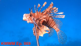 Venomous But Delicious  Lion Fish  Spear Clean Cook [upl. by Womack]