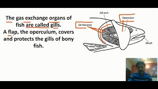 Gas Exchange in fish In Urdu  Respiratory organs of Fish  First Year  Chapter 13  Part 8 [upl. by Acile]