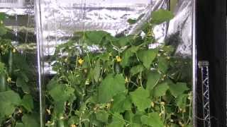 Led Plant Grow Lights  Advanced LED hydroponic Cucumber Test [upl. by Iduj]