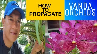 How to Propagate Vanda Orchids tips Vanda How to cut the stem of Vanda orchids [upl. by Noyart]