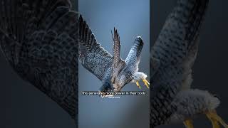 peregrine falcon  ettavum vegatha ulla pakshy  fastest bird alive [upl. by Novyat]