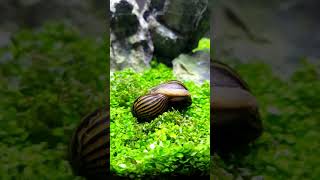 🔴 Como Reproducir Caracoles CebraCaracoles Neritina Natalensis [upl. by Navis]