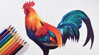 How to draw a colorful bird Rooster  Faber castell polychromos pencils [upl. by Schou93]