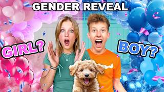 Puppy Gender Reveal So CUTE [upl. by Nereen]