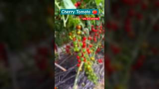 Cherry Tomato cultivation agriculture farming vegetables [upl. by Nawuq]