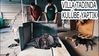 KÖPEKLERİME VİLLA TADINDA KULÜBE YAPIM AŞAMASI [upl. by Annaerda9]