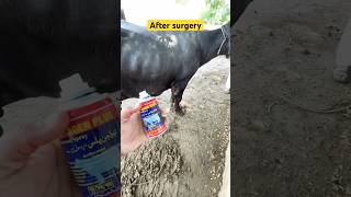 Hygroma surgery  buffalo surgery  vet dr Mudassir  hospitalday vitalcare cow doctorshospital [upl. by Adnara]