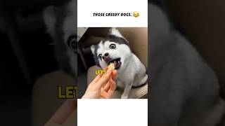 Gluttonous dogshorts dog funny viralvideo [upl. by Caylor818]