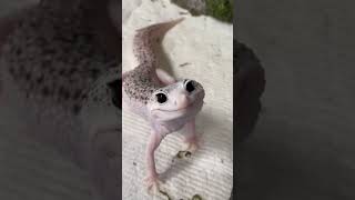 Why Does A Lizard Break Its Tail 🤔 [upl. by Stephan]