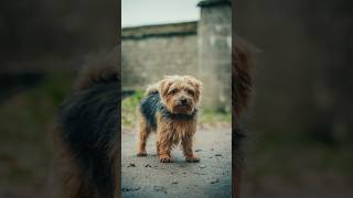 Meet Hazel 🐾 I hope we can make your day dogphotography dogphotographer robinmypictures dogs [upl. by Ecertap]